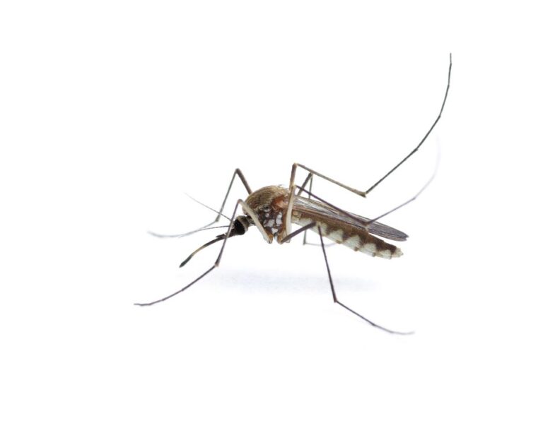 Horse in Marion County tests positive for rare mosquito-borne disease