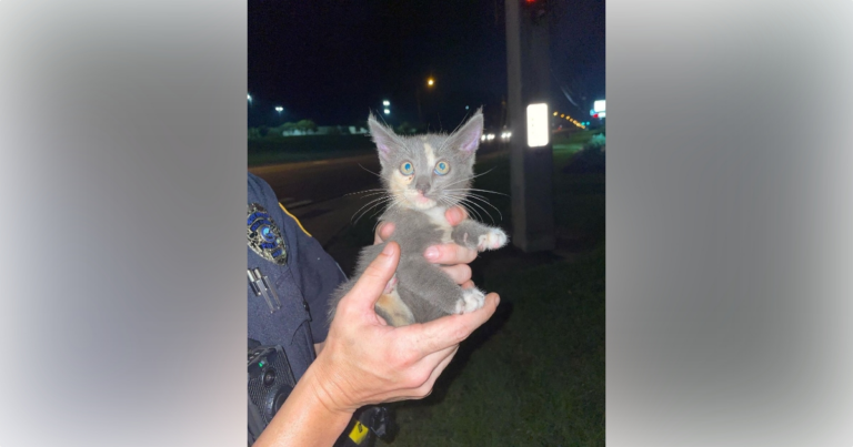 OPD officers rescue kitten from storm drain