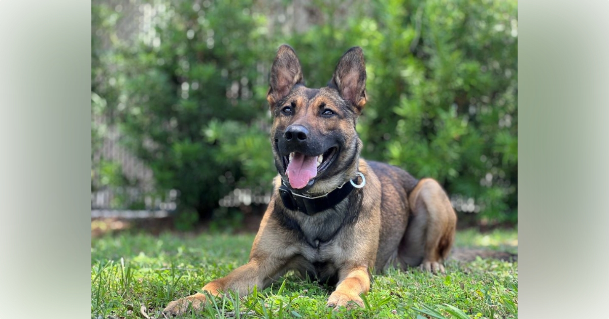 OPD welcomes Marshal to K 9 unit