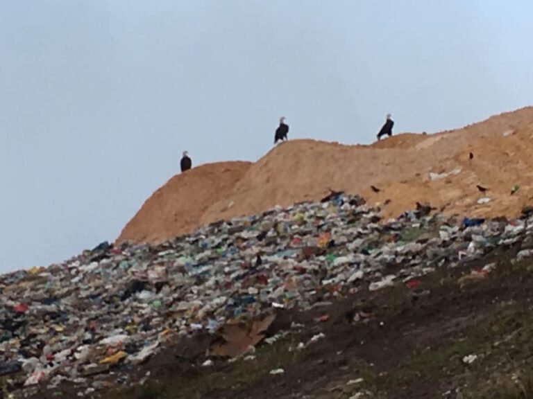 Trio Of Bald Eagles At Marion County Baseline Landfill