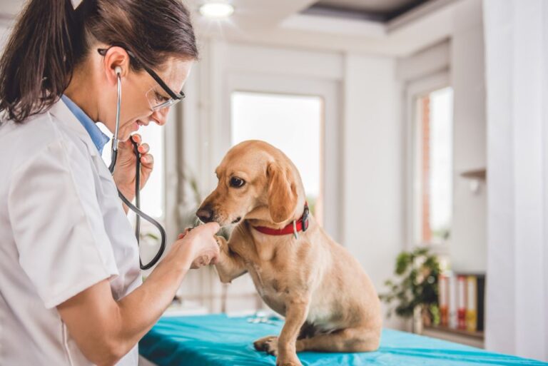 Veterinarian feature image with dog