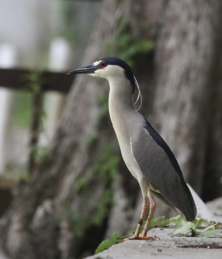 Black-Crowned Night Heron Looking For Dinner On The Withlacoochee River