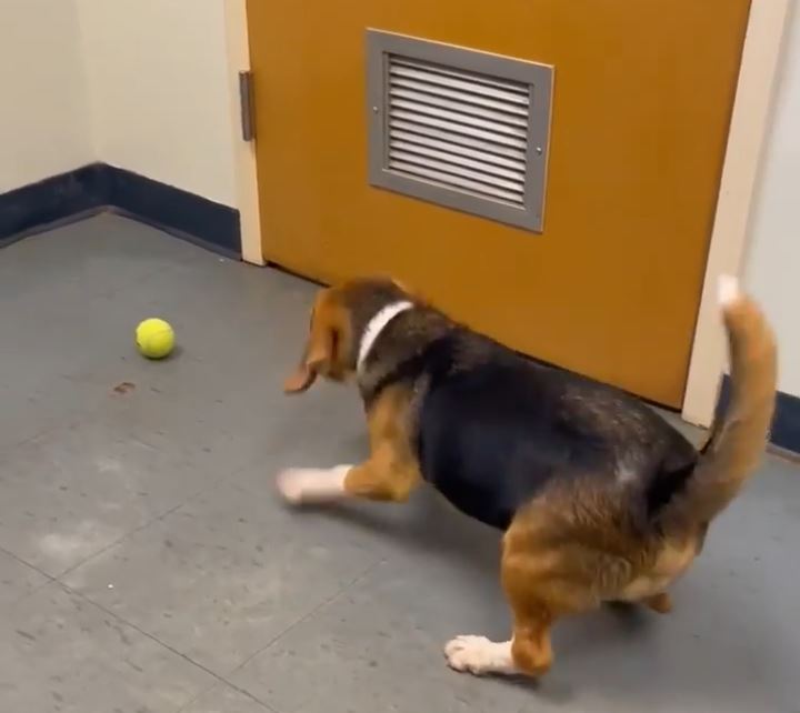 Humane Society of Marion County beagle named Augie playing with ball August 2022