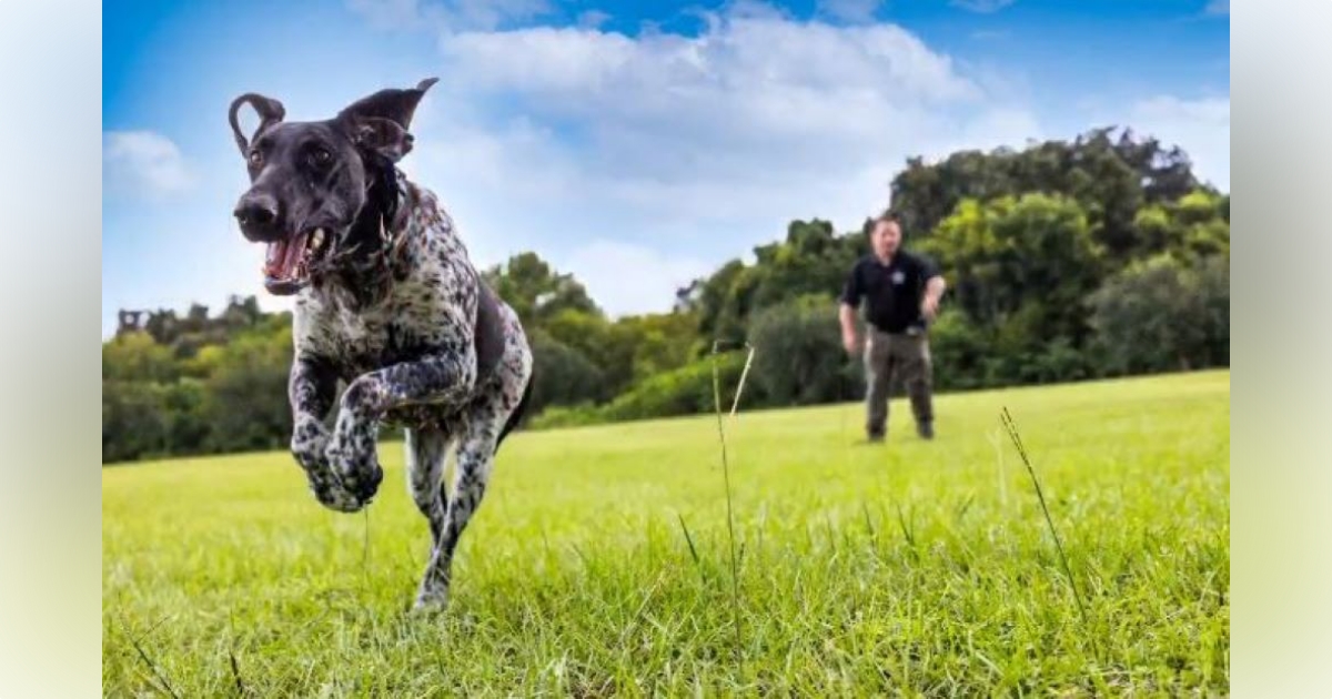 MCSO introduces Albi Marion Countys first firearms detecting police canine