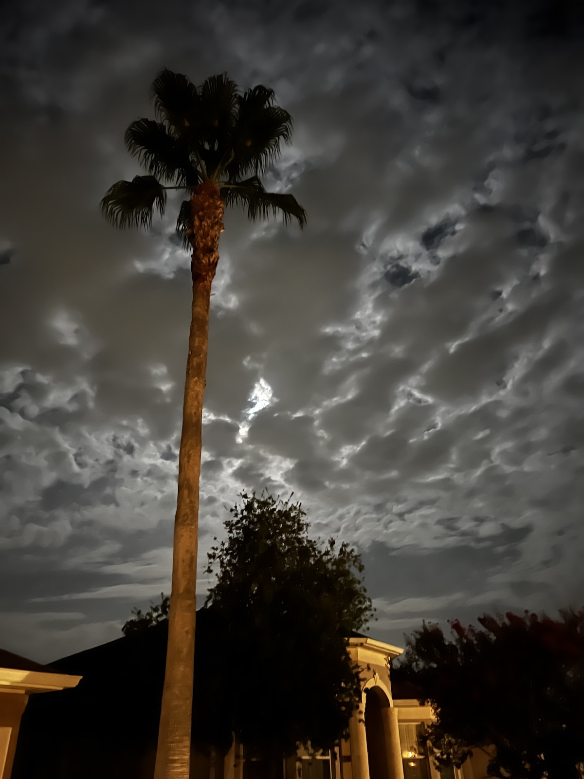 Moonlight Over Ocala Palms