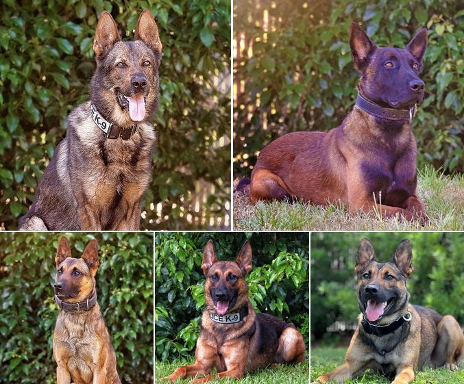 Ocala Police Department - picture of five canines (Cheney, Dante, Diesel, Graham, Marshal)