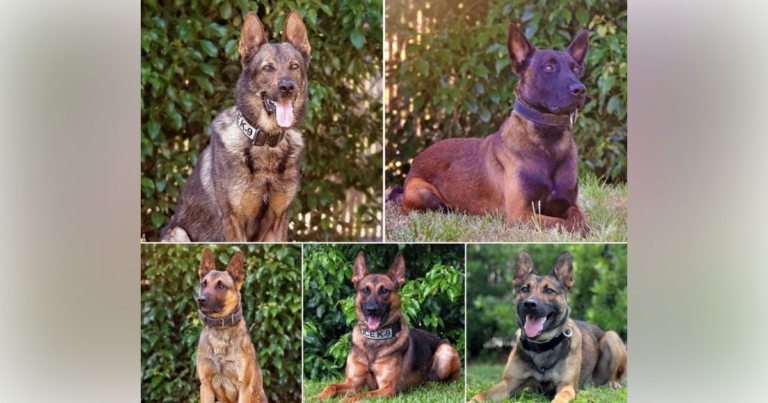 Ocala Police Department spotlighting its K 9s on National Dog Day