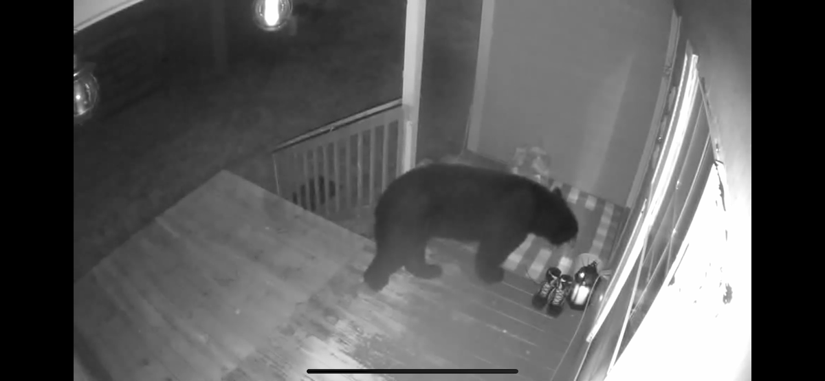 Bear On Front Porch In Ocklawaha