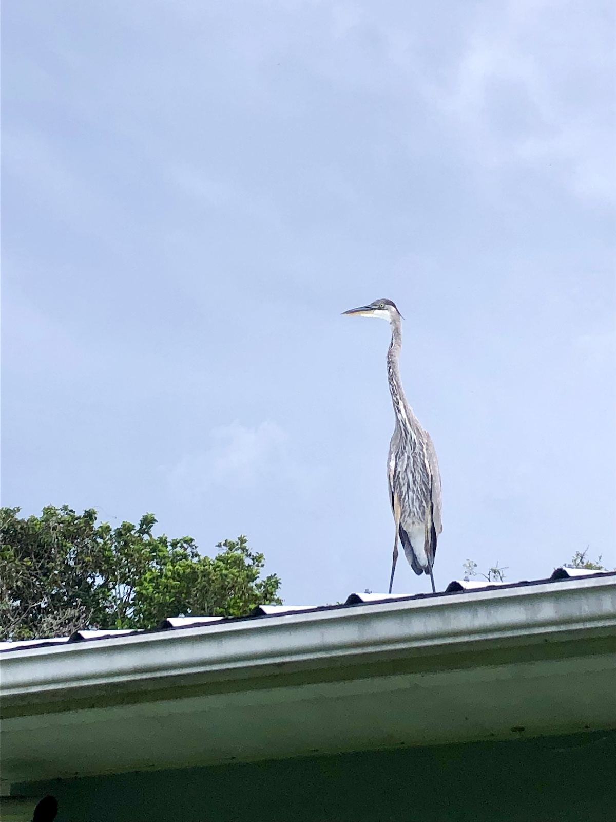 Egret On Rooftop In Ocala
