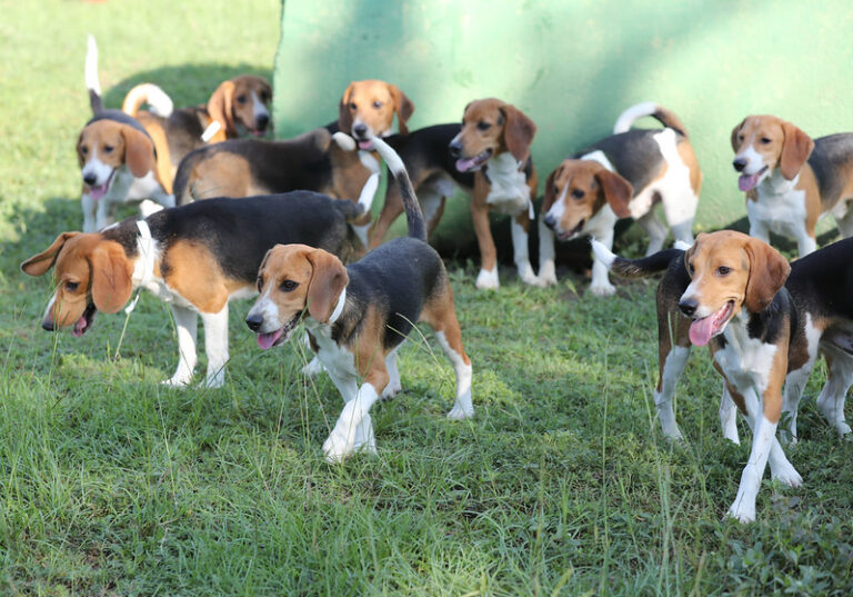 Humane Society of Marion County hosting adoption event for 15 rescued beagles