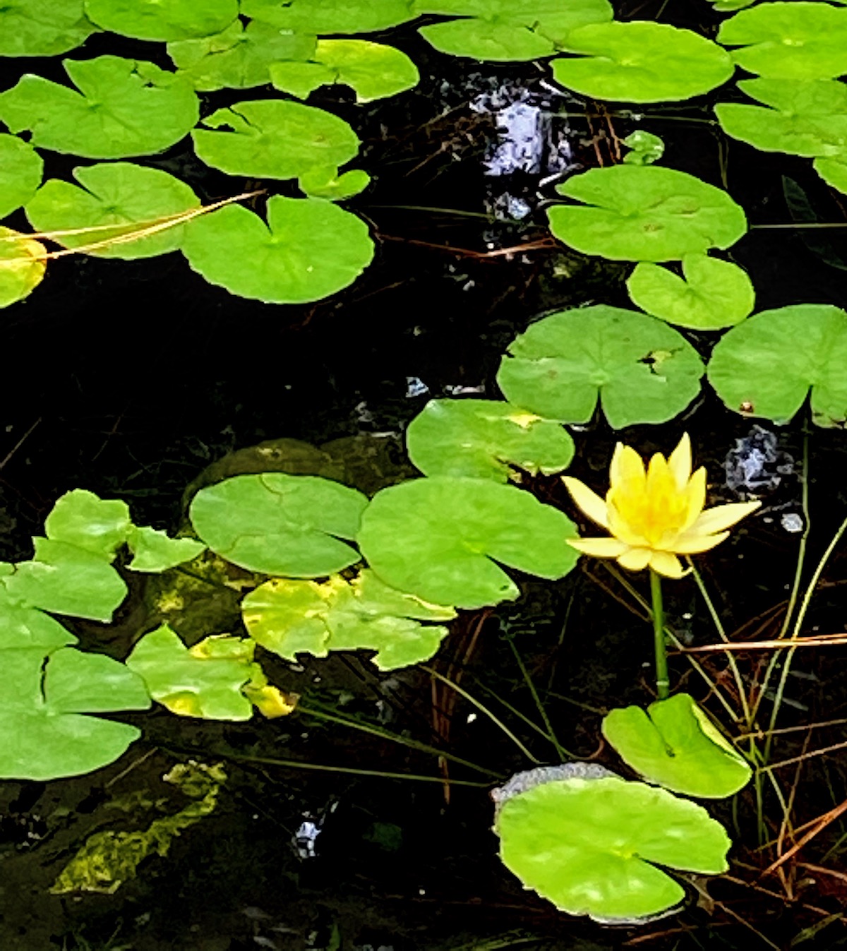 Lonely Water Lily At Shalom Park