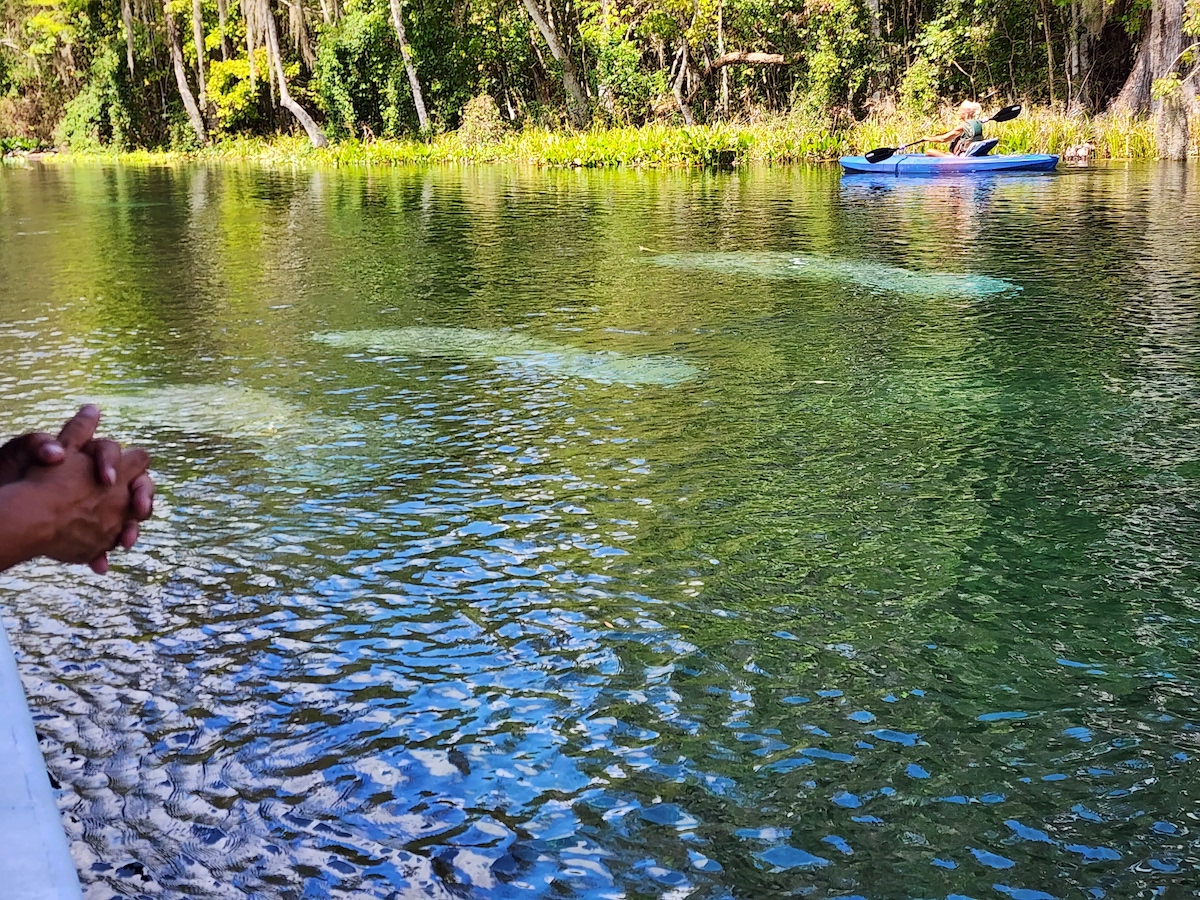 Manatee Family At Silver Springs State Park