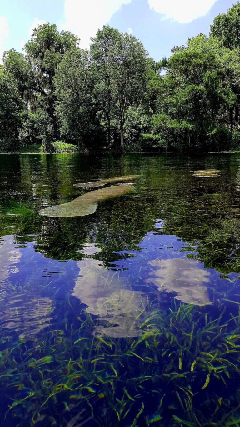 Manatee Family Visits During Lazy Paddle At Silver Springs State Park