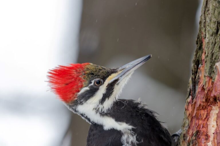 Pileated woodpecker feature image