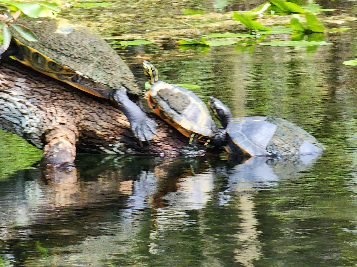 Turtle Family At Silver Springs State Park