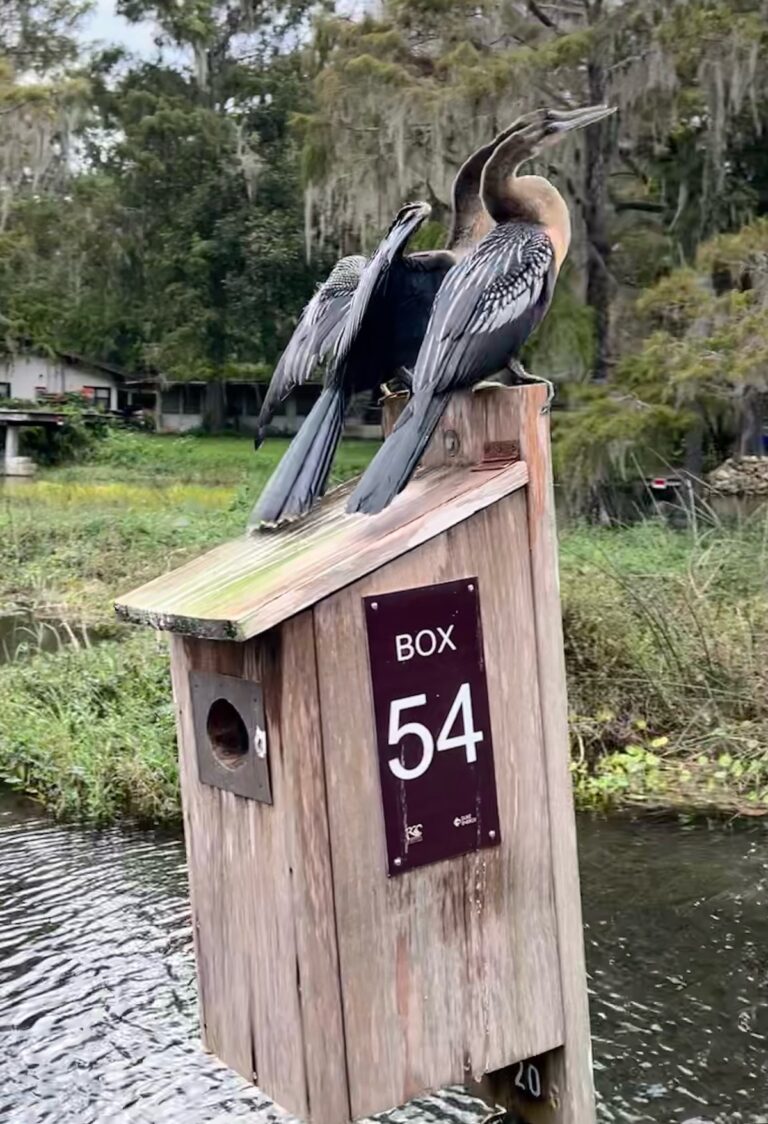 Anhingas On Duck Box On The Rainbow River