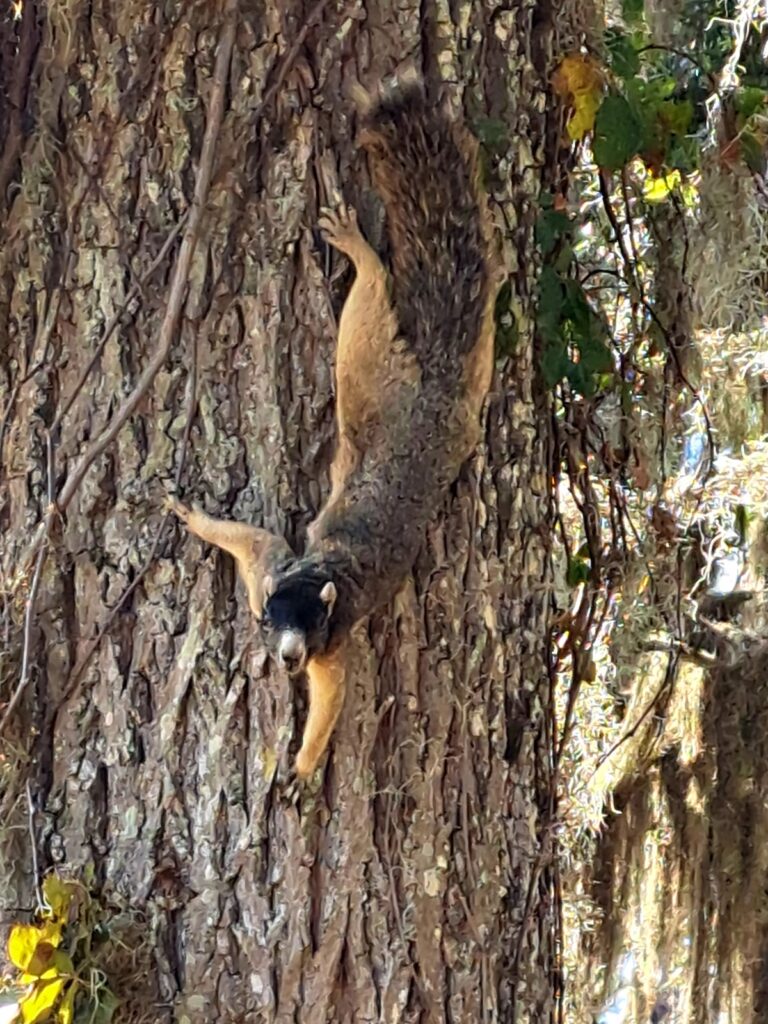 Curious Fox Squirrel At Ocala Recharge Park