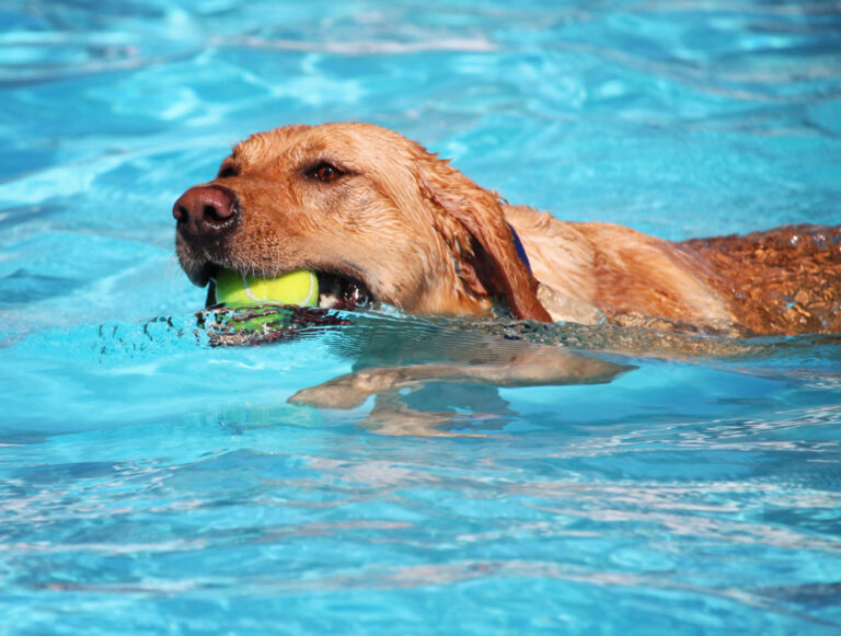 Inaugural ‘Soggy Doggy Swim’ event heads to Jervey Gantt Aquatic Fun Center