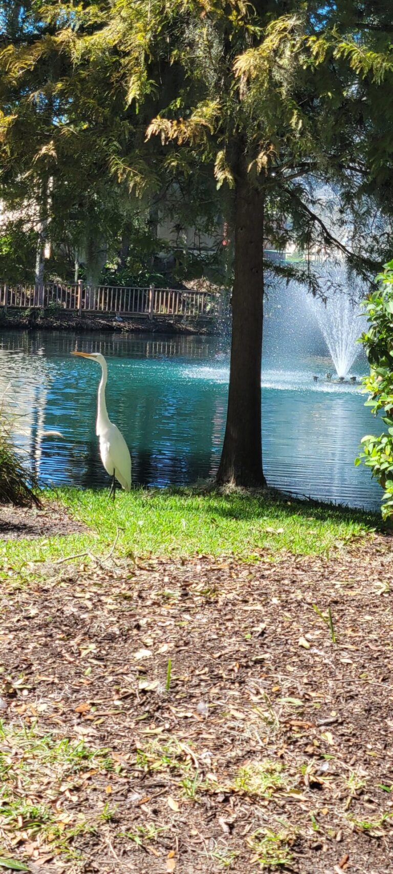 Great Egret At HCA Florida Ocala Hospital Serenity Pond