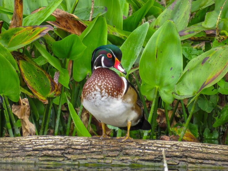 Male Wood Duck At Silver Springs State Park