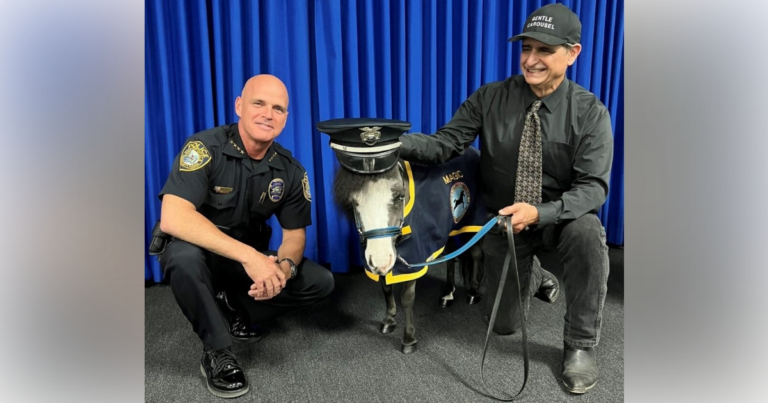 Mini horse sworn in as honorary police officer in Ocala
