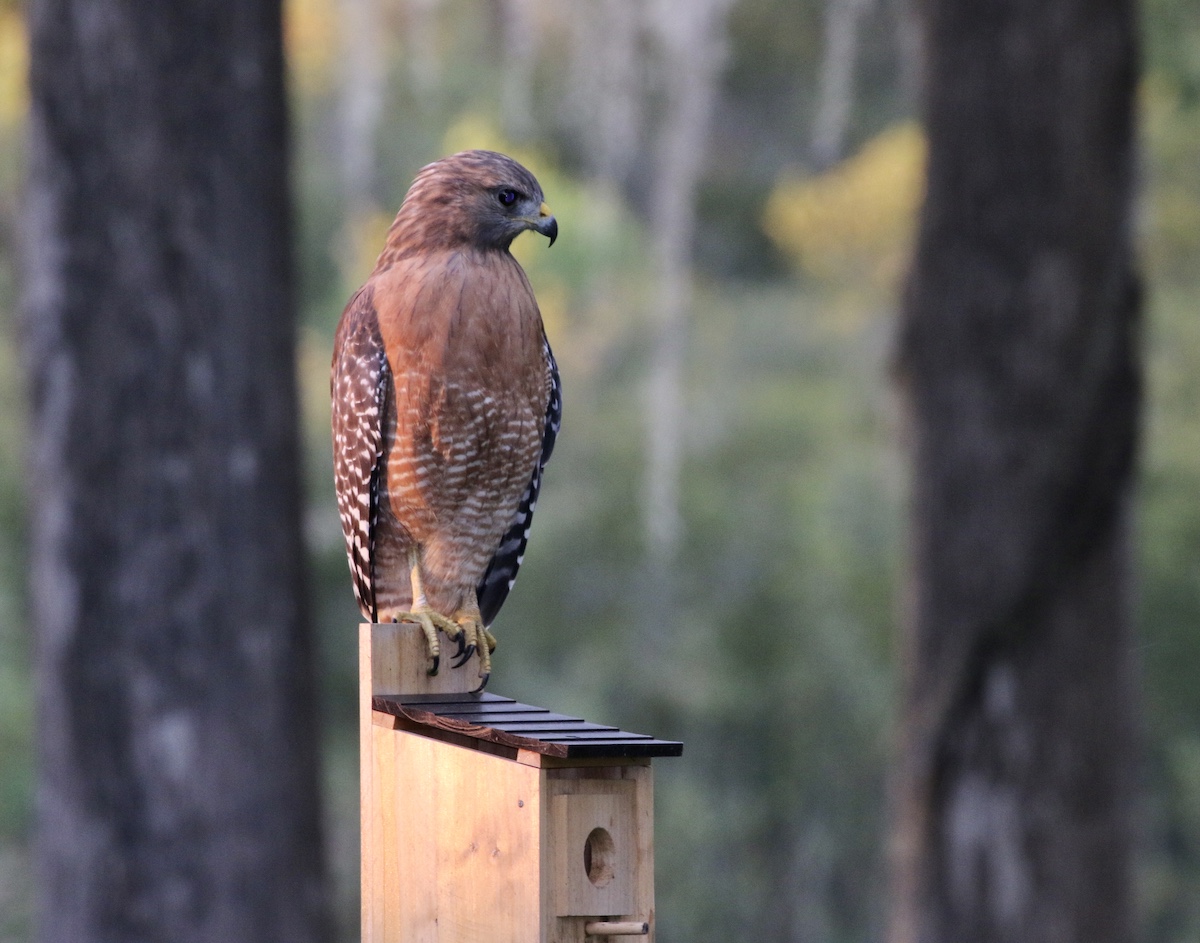 Red-Shouldered Hawk On The Withlacoochee River