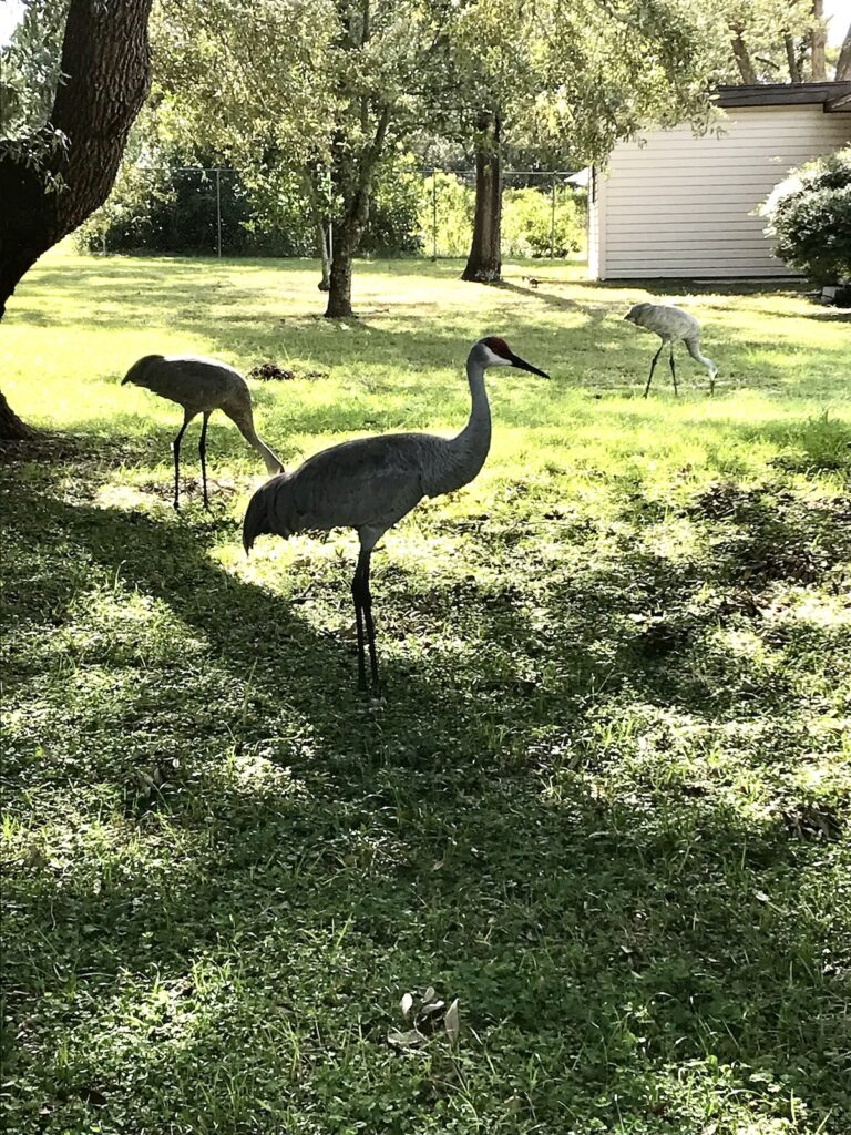 Sandhill Crane Family Near Smith Lake In Belleview