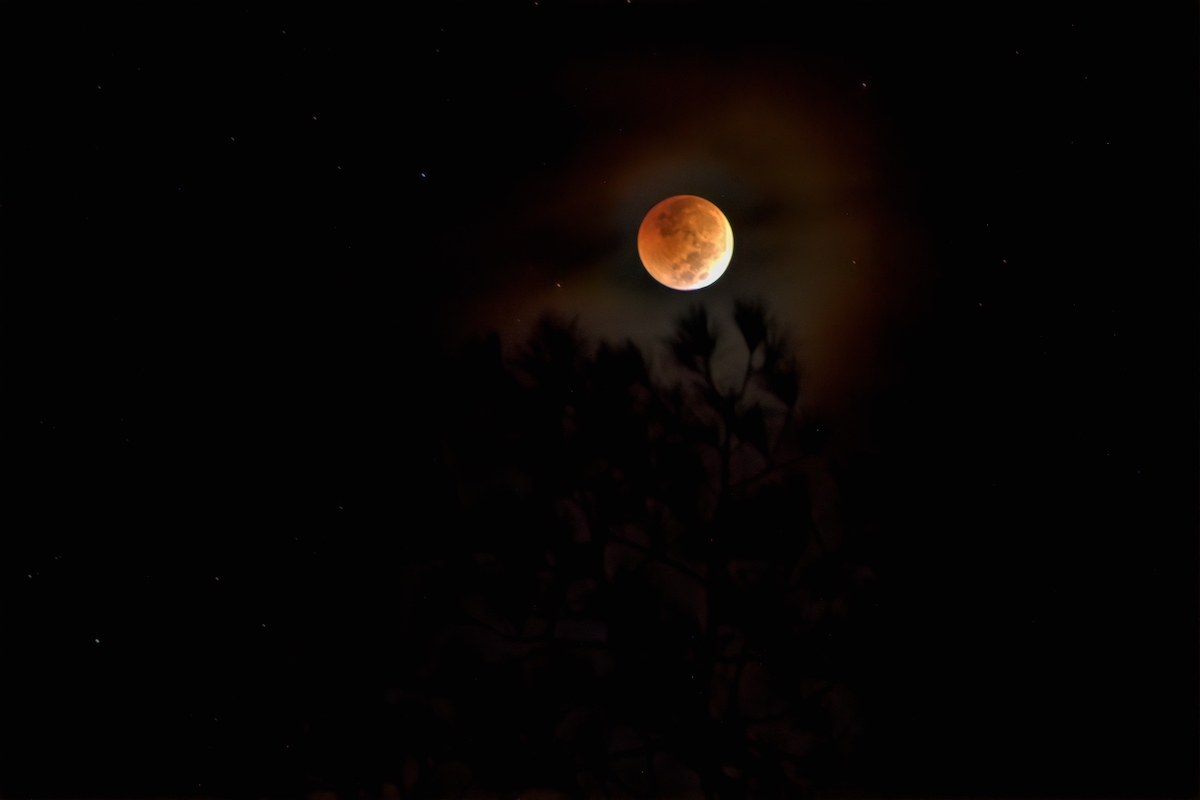 Blood Moon Lunar Eclipse Over Citrus Spring