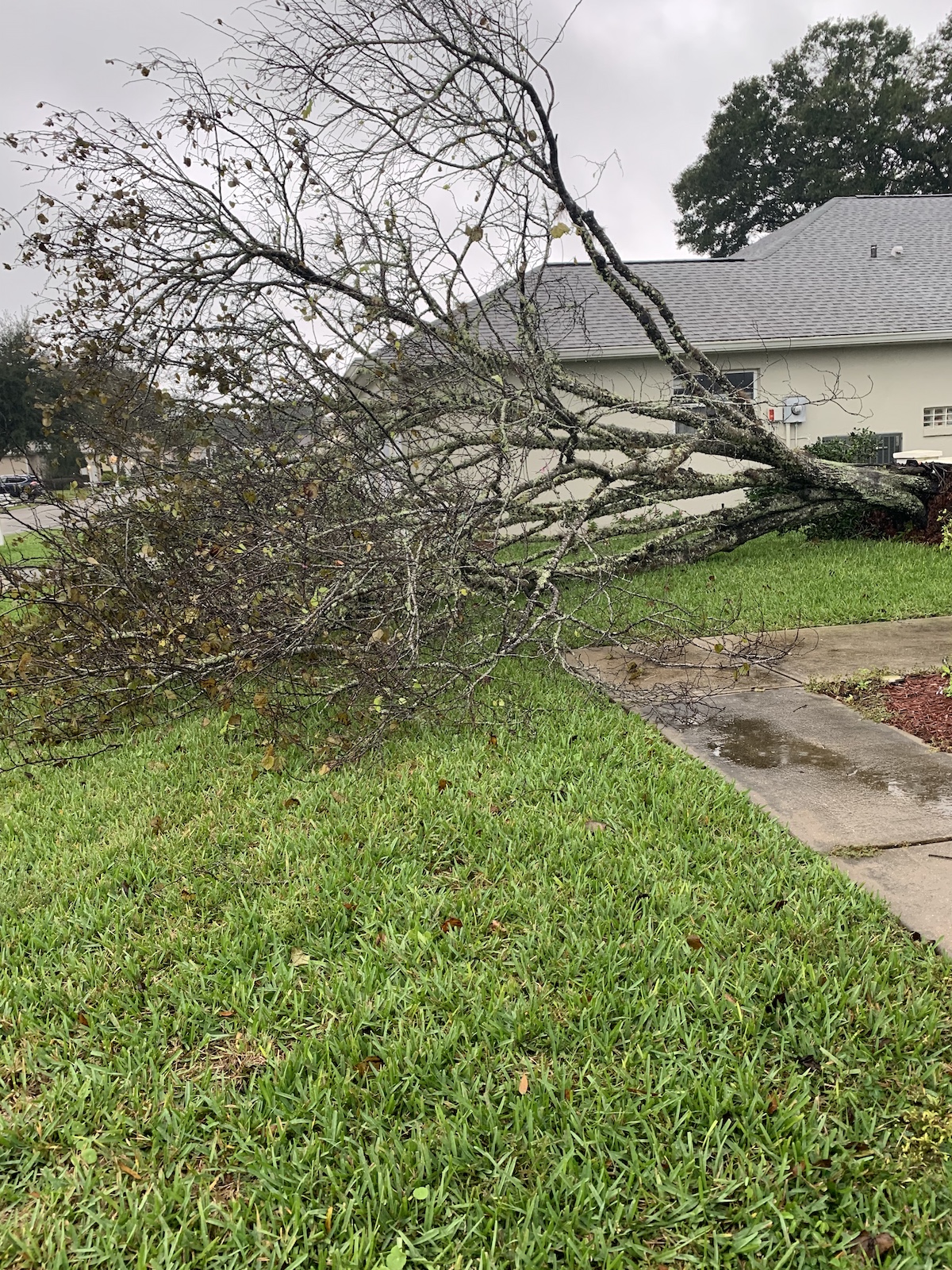 Fallen Tree In Oak Run Community After Hurricane Nicole