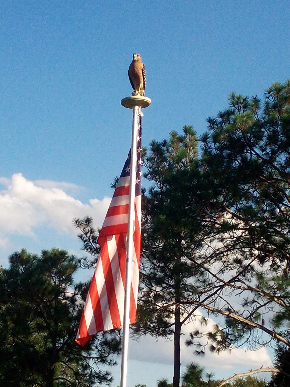 Hawk In The Falls Of Ocala