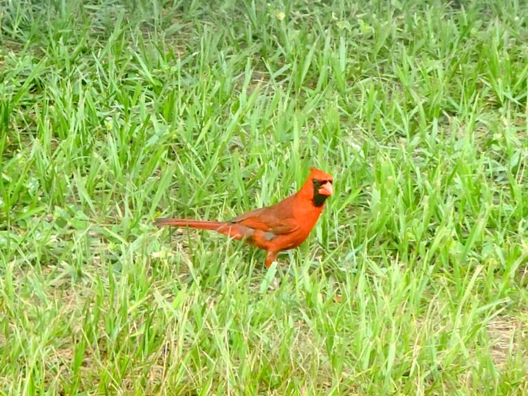 Male Cardinal At Whispering Sands In Ocala
