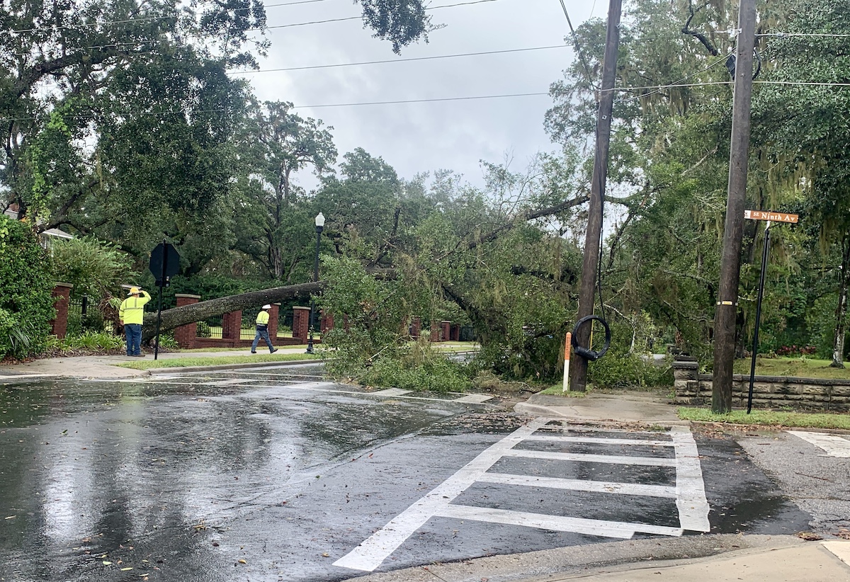 Oak Tree Uprooted In Ocala After Hurricane Nicole