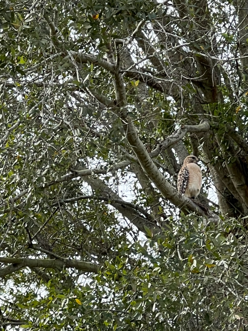 Mother Hawk In Ocala