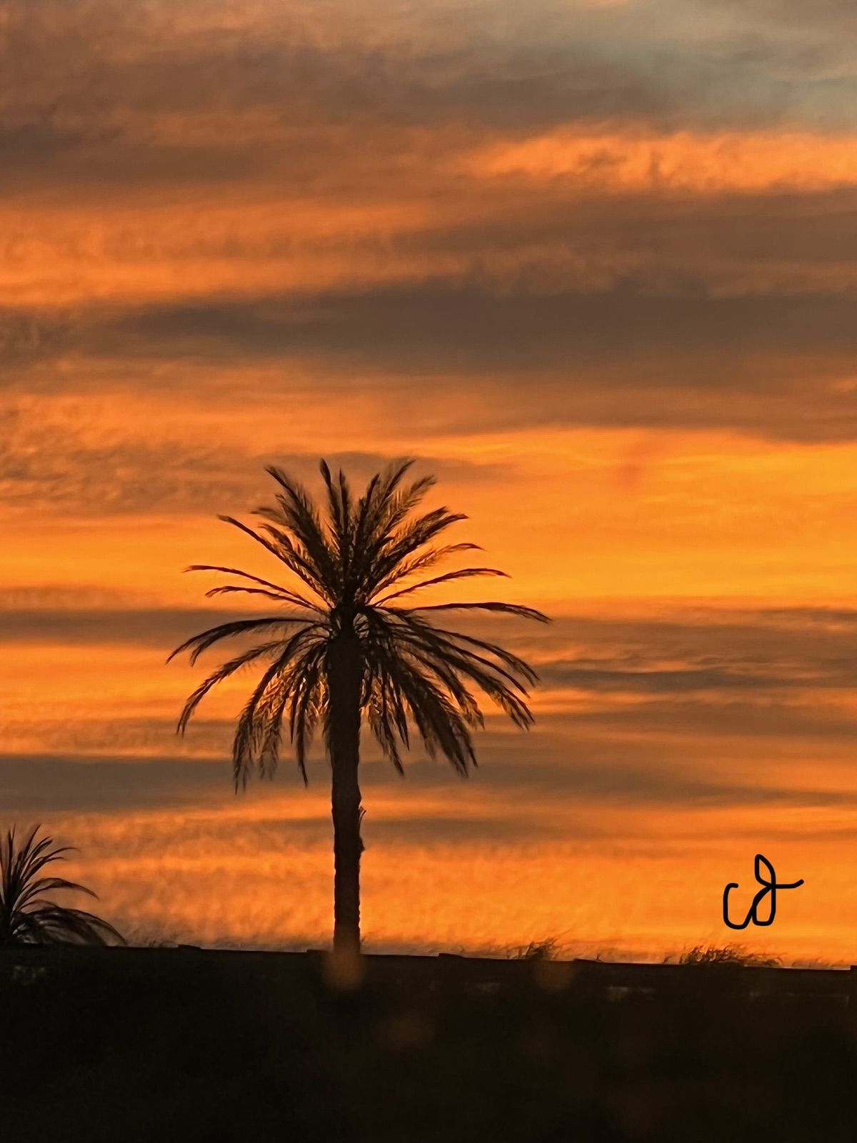 Palm Tree With Sunset In Ocala
