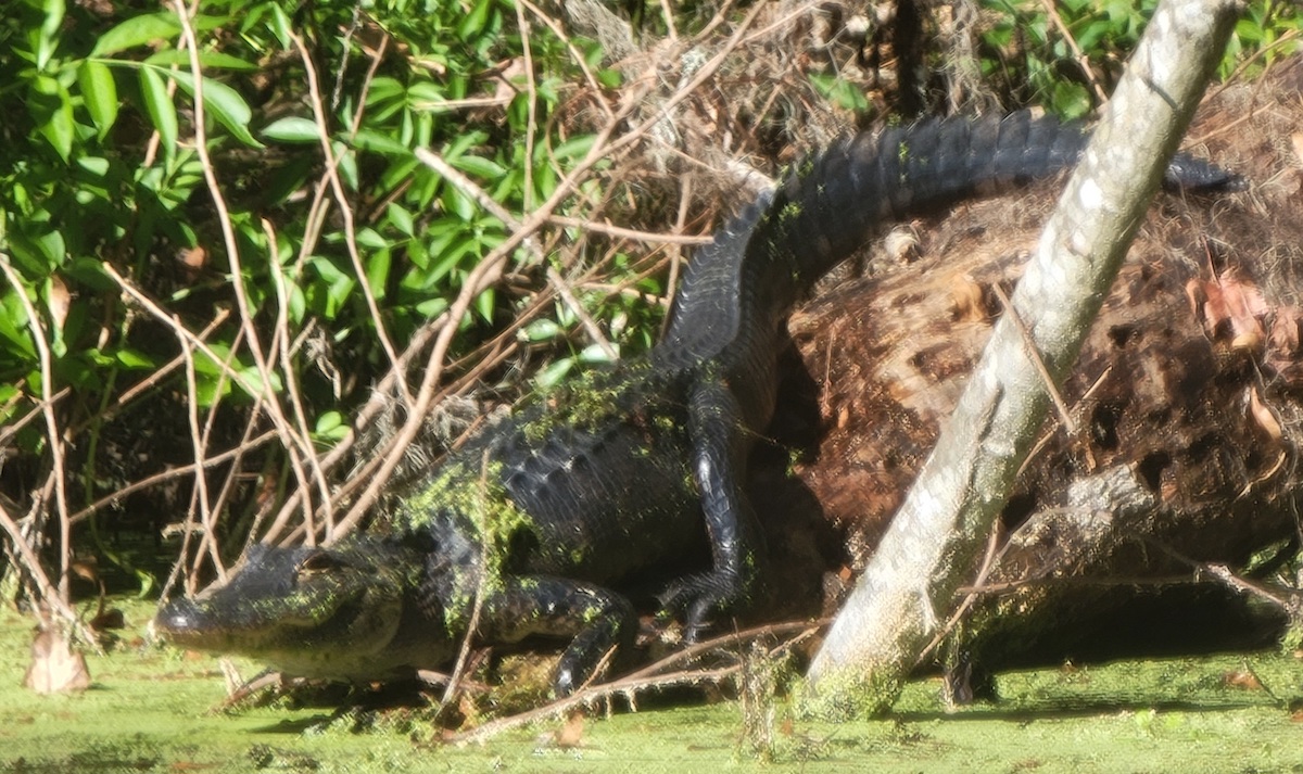 Alligator On Log At Silver Springs State Park