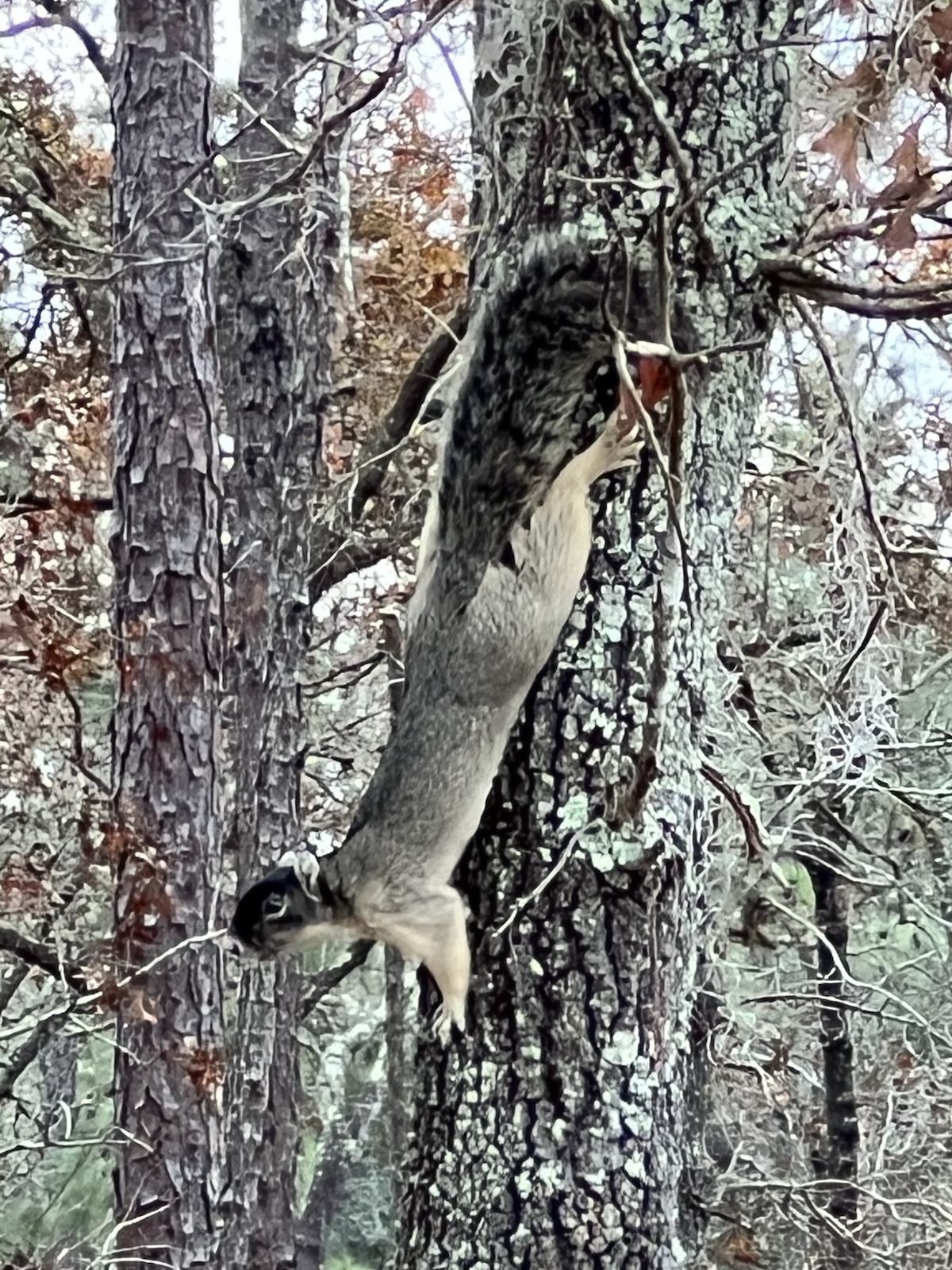 Fox Squirrel Near Paynes Prairie Preserve State Park