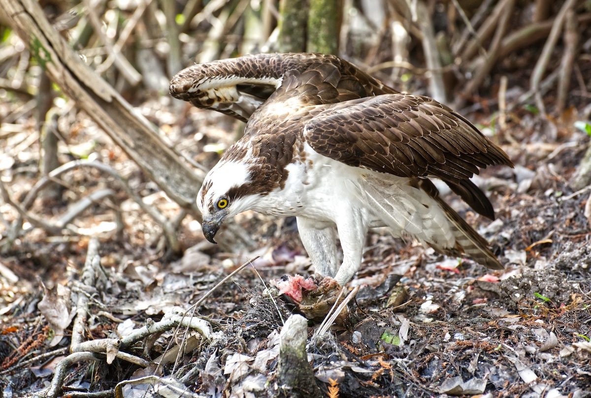 Osprey Eating Lunch At Silver Springs State Park