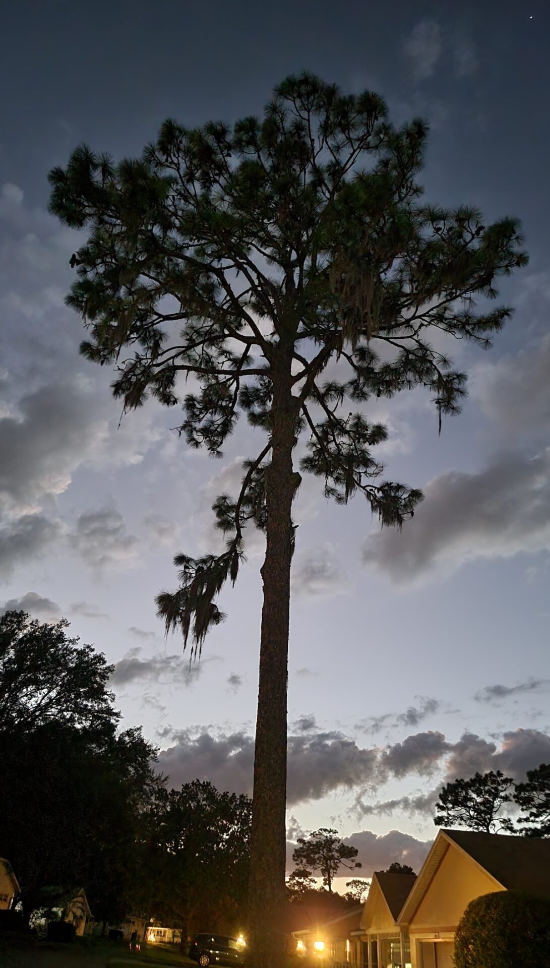 Pine Tree On Evening Walk In Ocala