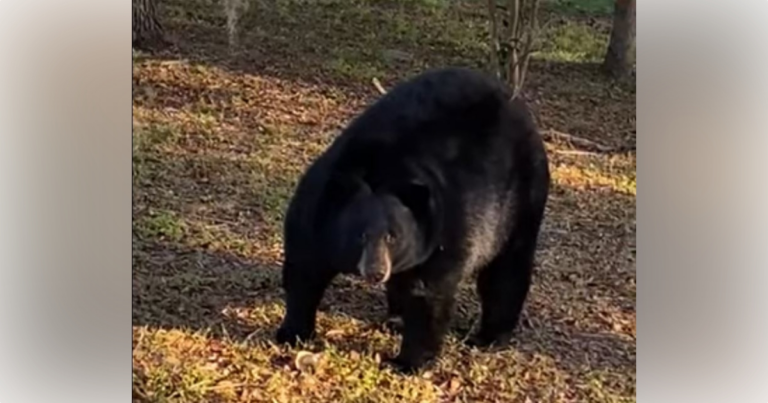 Resident shares video of black bear visiting backyard in Weirsdale