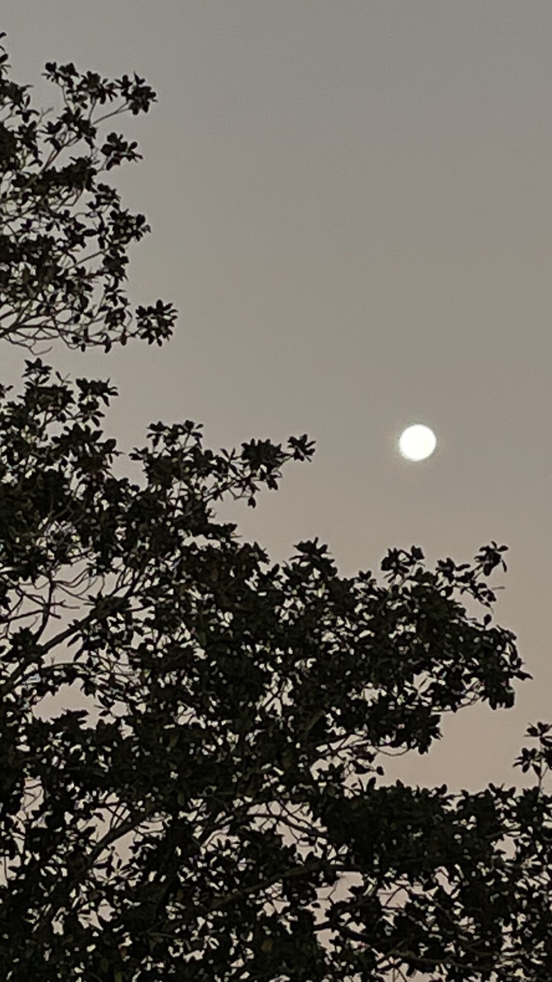 Wolf Moon Setting Over College Of Central Florida