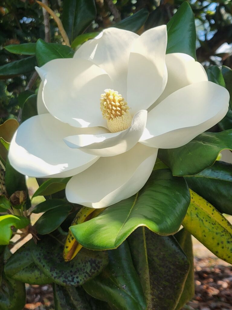 Beautiful Magnolia Bloom In Ocala
