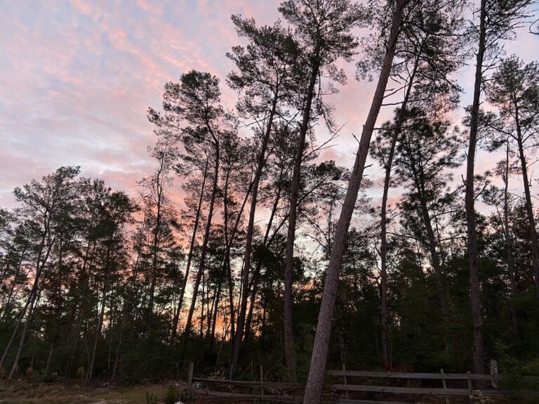 Beautiful Morning Sky Over Marion Oaks