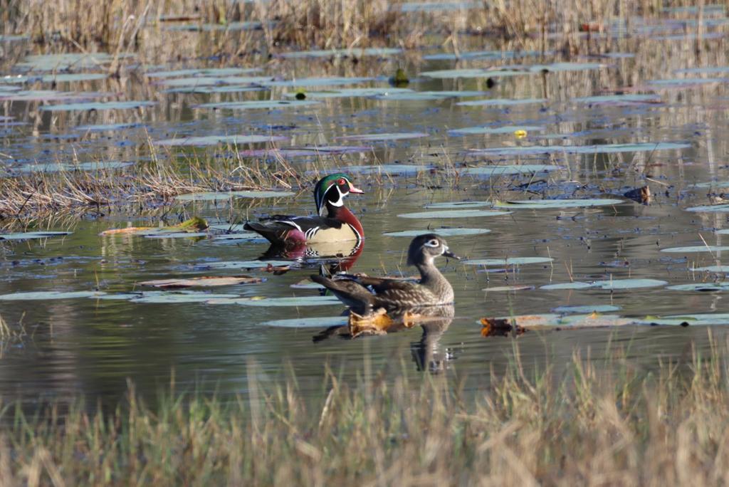 Ducks On Lake Amethyst In Ocala
