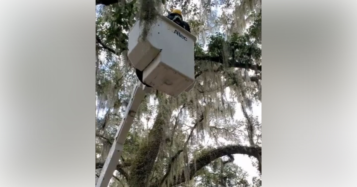 Ocala Recreation and Parks employees rescue kitten from tree 1