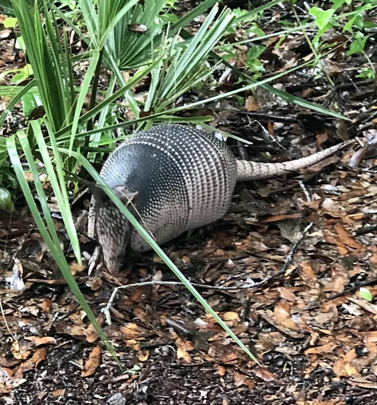 Armadillo Foraging For Ants In Ocala