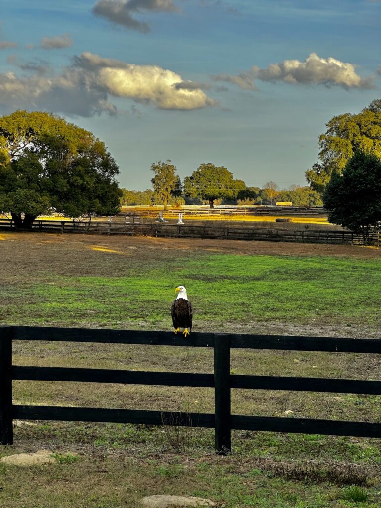 Beautiful Bald Eagle On Farm Fence In Ocala