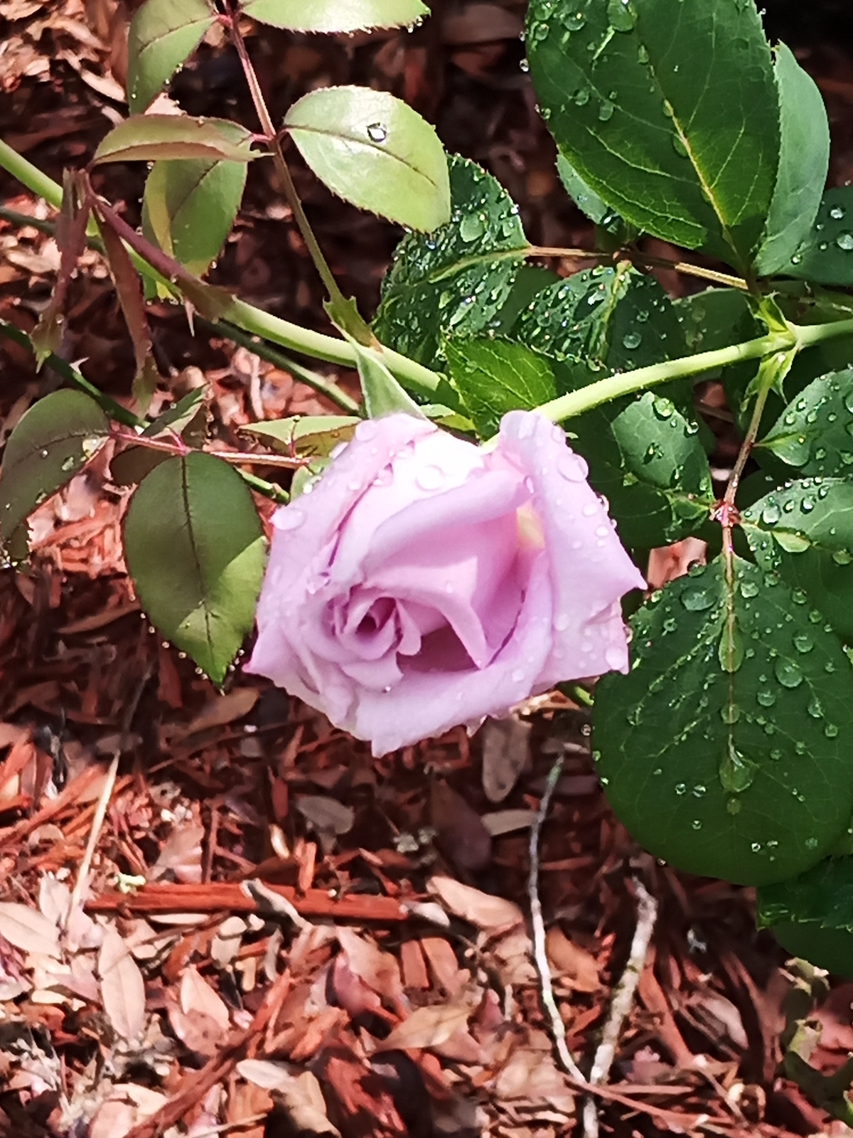 Beautiful Morning Rose In NW Ocala