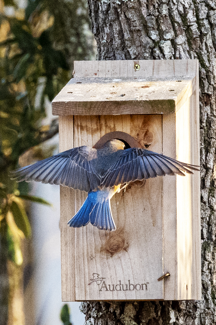 Bluebirds Arranging Nest At On Top of the World In Ocala