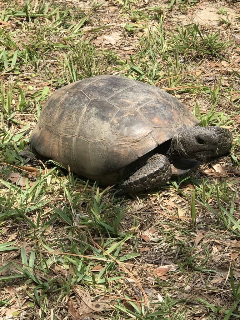 Gopher Tortoise Visiting Ocala Backyard