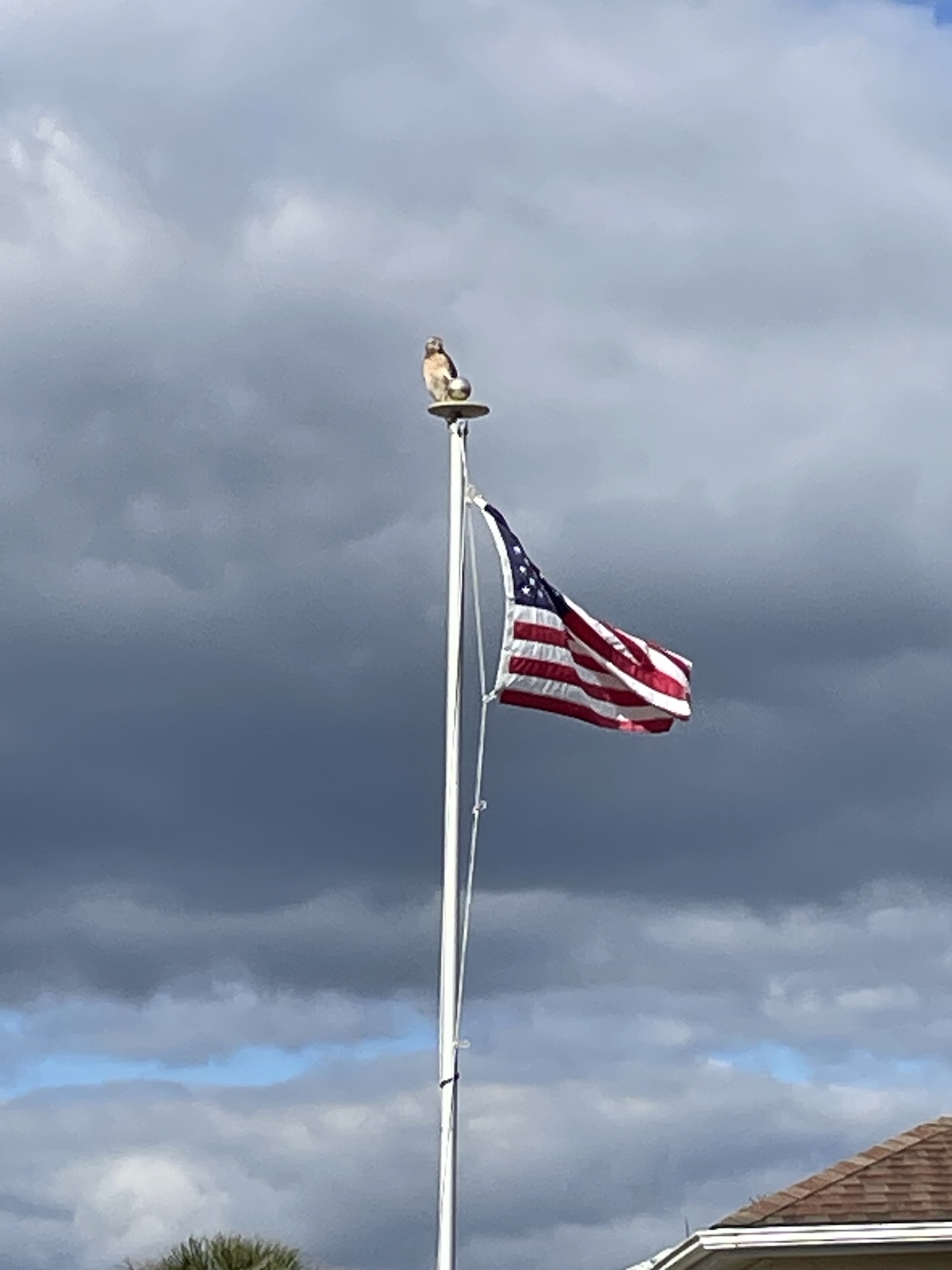 Hawk On Flag In Ocala Palms